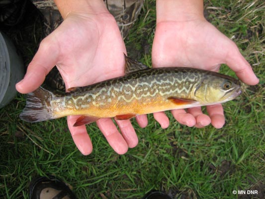 Mn Dnr Trout Maps Lanesboro Area Long-Term Monitoring | Minnesota Dnr