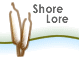Shore Lore