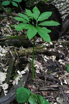 Arisaema dracontium plant