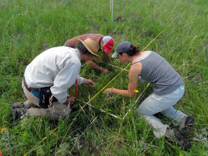 Three individuals collecting data from a transect.