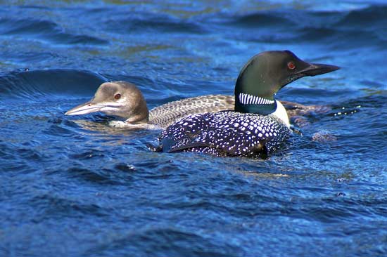 A young loon and an adult Loon in Gaskin Lake.