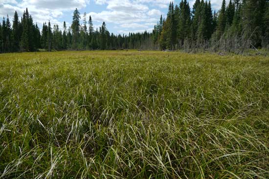 A wet meadow in the BWCAW