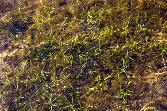 Aquatic plants on sandy-gravelly sediment in shallow water in Popular Lake.