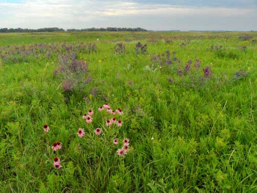 Purple coneflower and leadplant in bloom in the prairie.