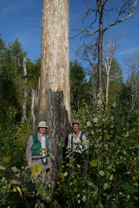 Norm and Mike standing by a burned white pine in the Gaskin Lake stand.