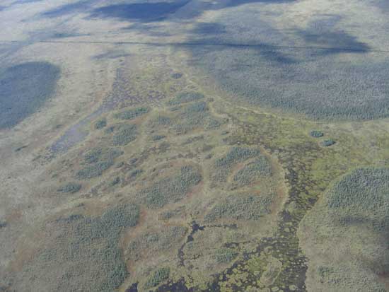 Overhead view of the ovoid islands of the Red Lake Peatland.