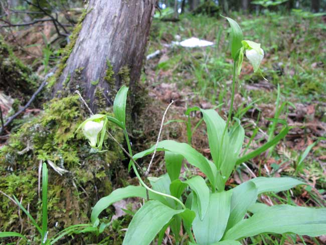 white ram's head orchid