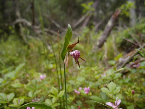 red lake and clearwater orchids