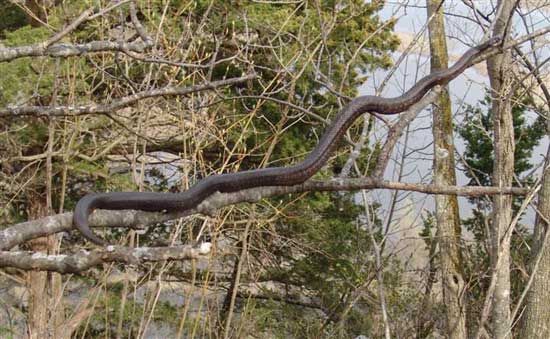 Ratsnake in a tree.
