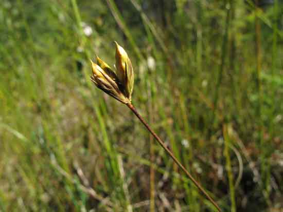 Bog rush