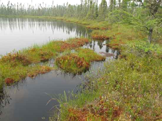 Un-named pond and yellow-eyed grass habitat