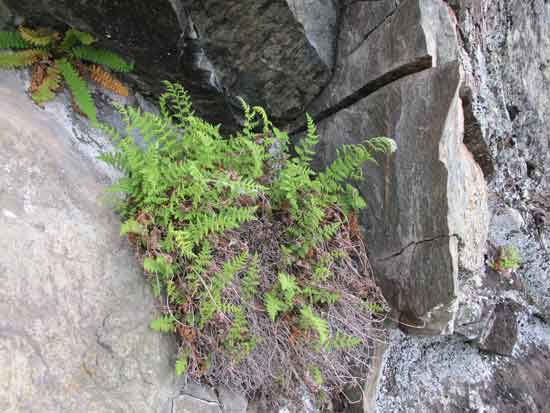 Oregon woodsia