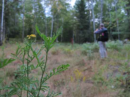 Tansy