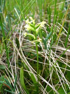 small green wood orchid