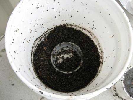 Overhead view into a light trap with a large amount of moths and midges in a bucket.
