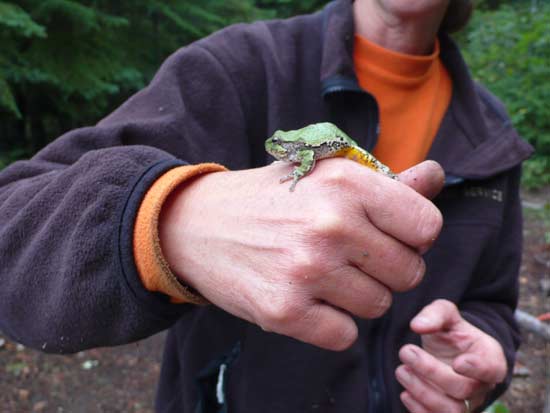Green tree frog on a hand.