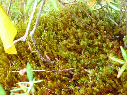 Overhead view of a plot of mosses.