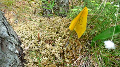 Close-up of a study plot with a yellow flag in the center.