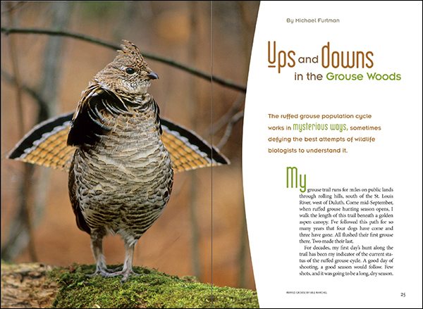 The Ups And Downs Of The Ruffed Grouse Cycle Minnesota Dnr