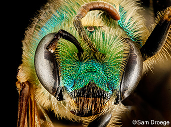 image of Agapostemon virescens