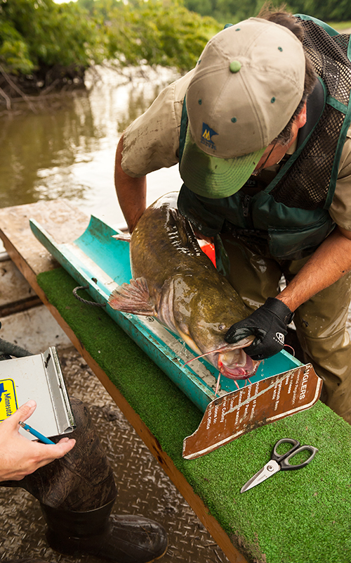 Sheepshead Cut Bait For Flatheads - Catfish & Sturgeon - Catfish & Sturgeon