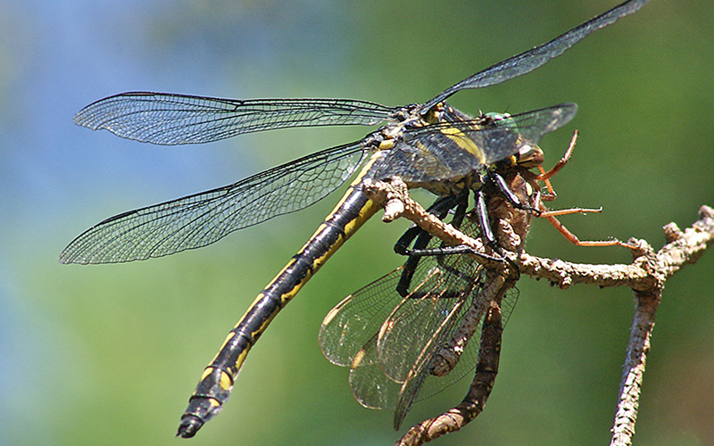 Dragonfly Paradise | July–August 2016 | Minnesota Conservation
