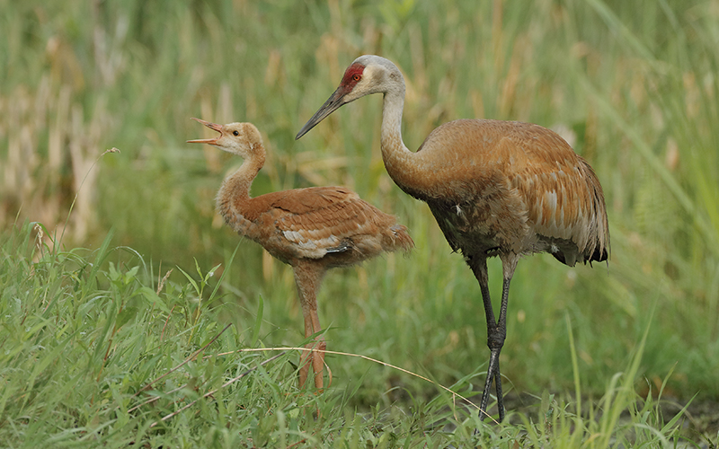 Once rare, the sandhill crane is now common in Minnesota