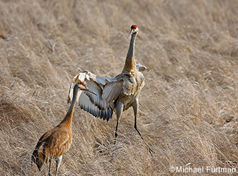 photo of sandhill cranes