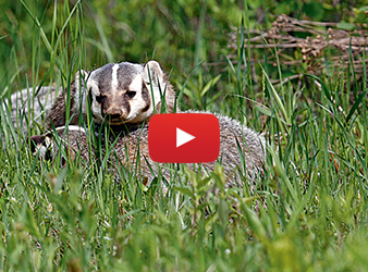 photo of badgers