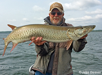 image of fishing guide Al Maas holding a muskie.