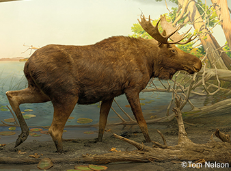 photo of taxidermied bull moose in a diorama depicting Gulflint Lake near Ely