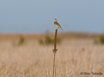 photo of western meadowlark