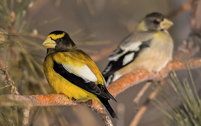 Types Of Grosbeaks In Ontario! (ID Guide) Bird Watching HQ, 50% OFF