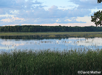 photo of Ogechie Lake with wild rice.