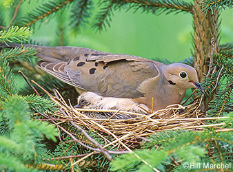 Image of a mourning dove on a nest.