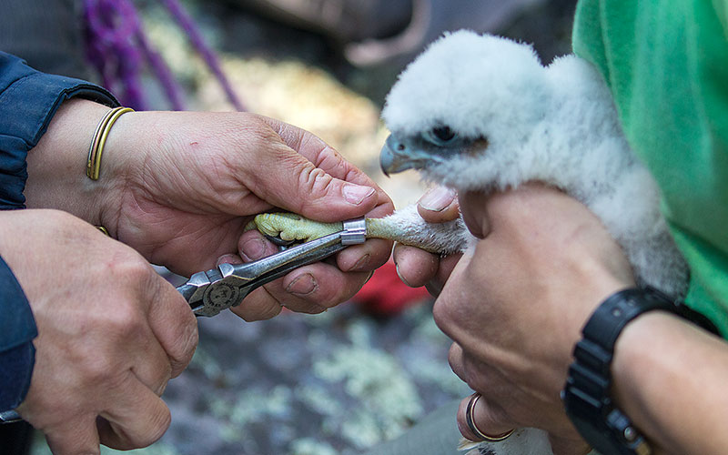 How Minnesota's peregrine falcons returned to the cliffs after local  extinction - Bring Me The News