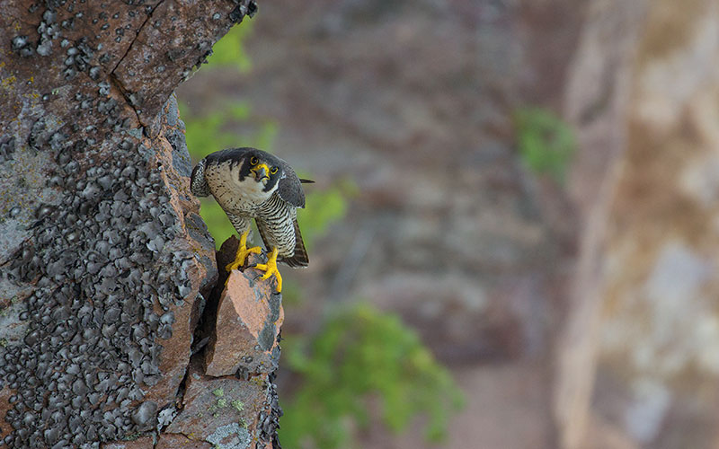 Return Of The Peregrine Minnesota Dnr