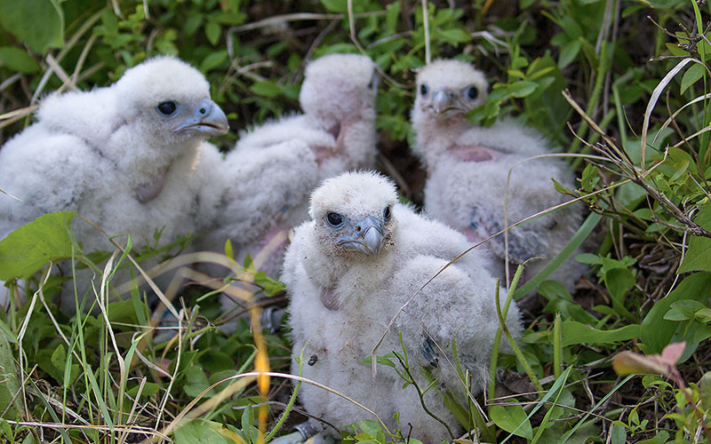 How Minnesota's peregrine falcons returned to the cliffs after local  extinction - Bring Me The News