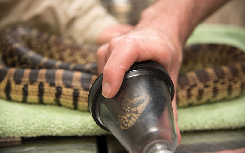 Bull Snake Teeth