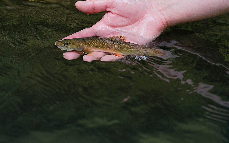Brook Trout Stronghold, March–April 2018