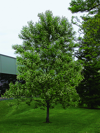 photo of a black cherry tree.