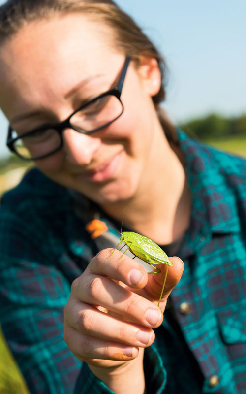 Crunch Goes The Cricket Minnesota Dnr