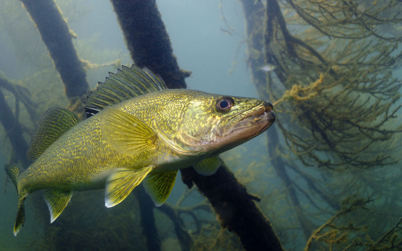 Where the Walleyes Are, May–June 2018, Minnesota Conservation Volunteer