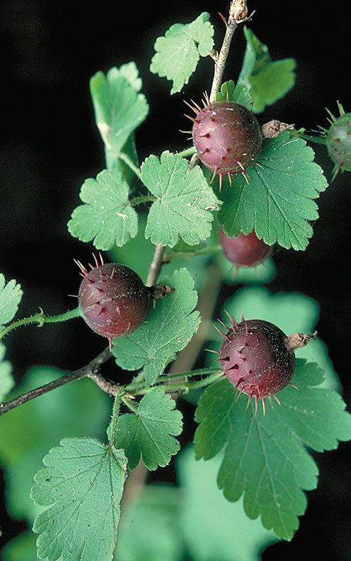 Bountiful Berries July August 2019 Minnesota Conservation Volunteer Minnesota Dnr