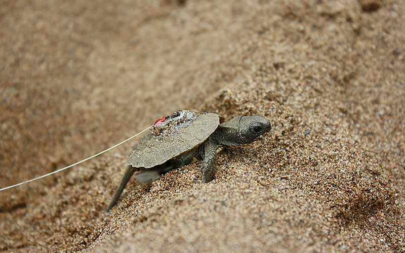 Wood turtle with tracking device