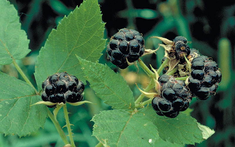 GC8BT7G Berries in Henry's Woods (Unknown Cache) in Minnesota, United ...