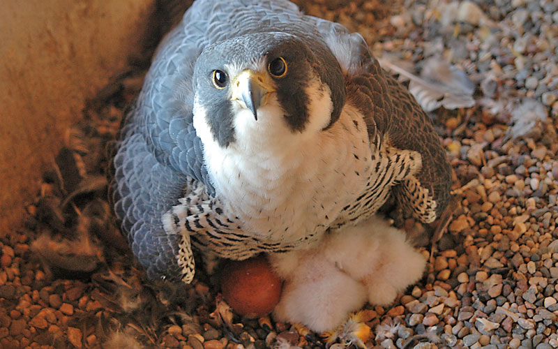 Facts About Peregrine Falcons-Buffalo Bill Center of the West