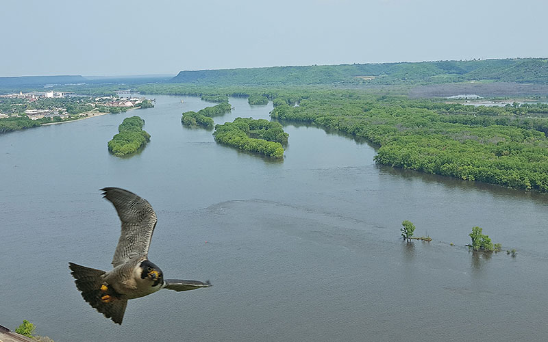 Peregrine Falcon Cam Dnr Mn