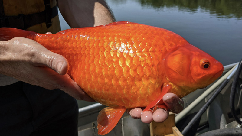 person holding a large orange goldfish